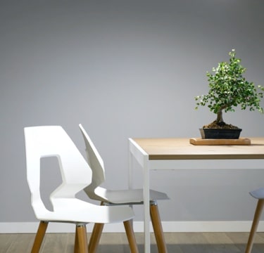 Picture of a living room with 2 white chairs and a bonsai tree above a table.